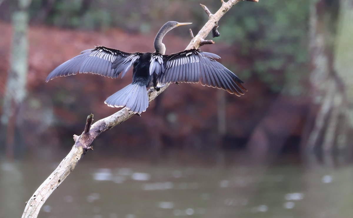 Anhinga - Rob Bielawski
