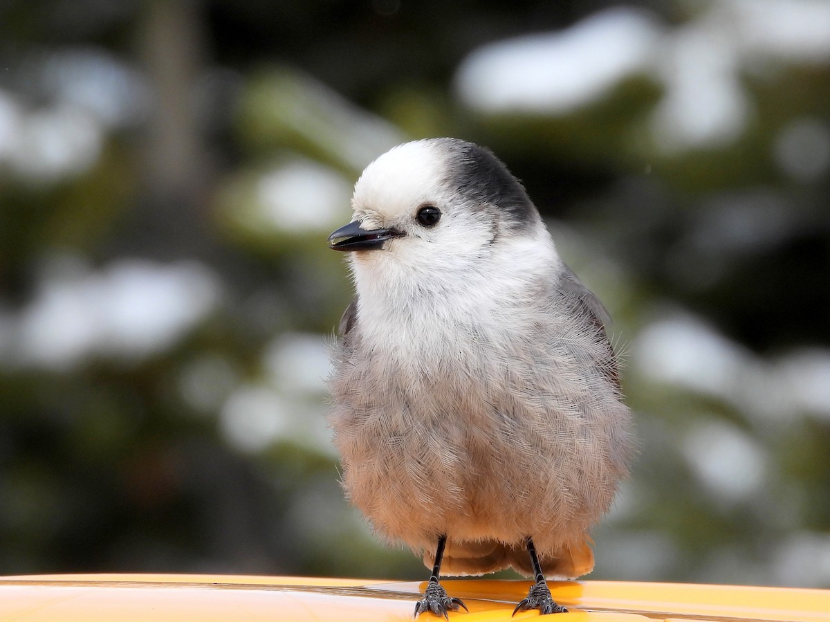 Canada Jay - Brad Vissia