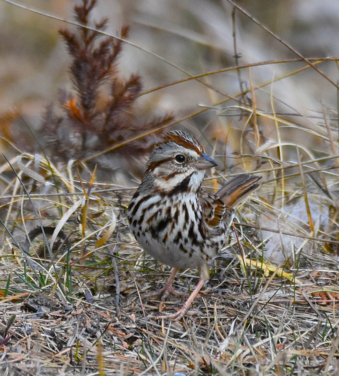 Song Sparrow - ML615693086