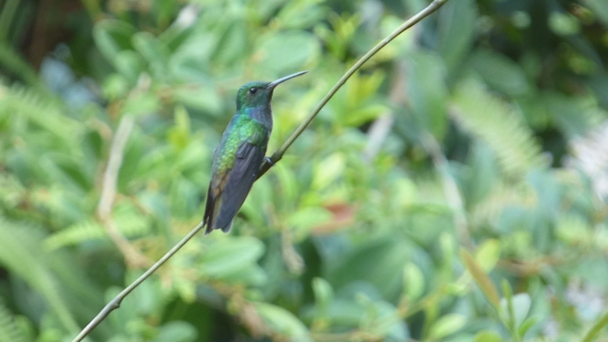 Blue-chested Hummingbird - Hernan Gomez
