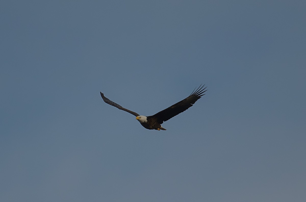 Bald Eagle - ML615693166