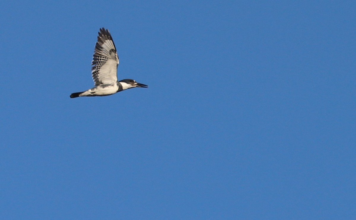 Belted Kingfisher - ML615693175