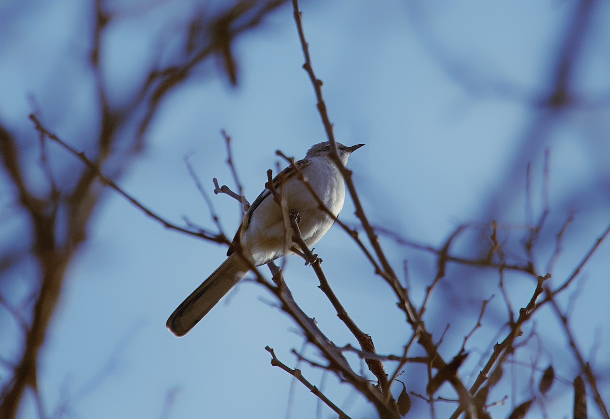 Northern Mockingbird - ML615693293