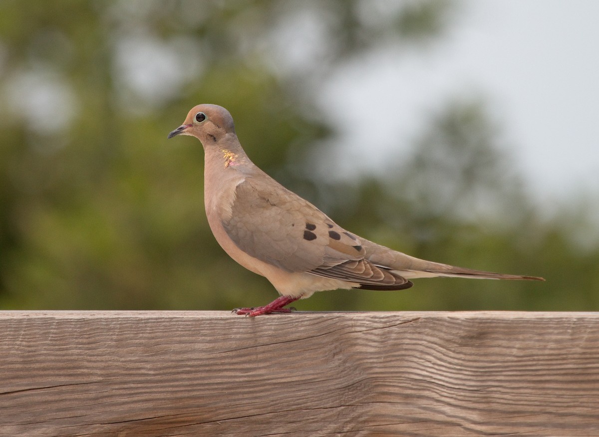Mourning Dove - Frank Salmon