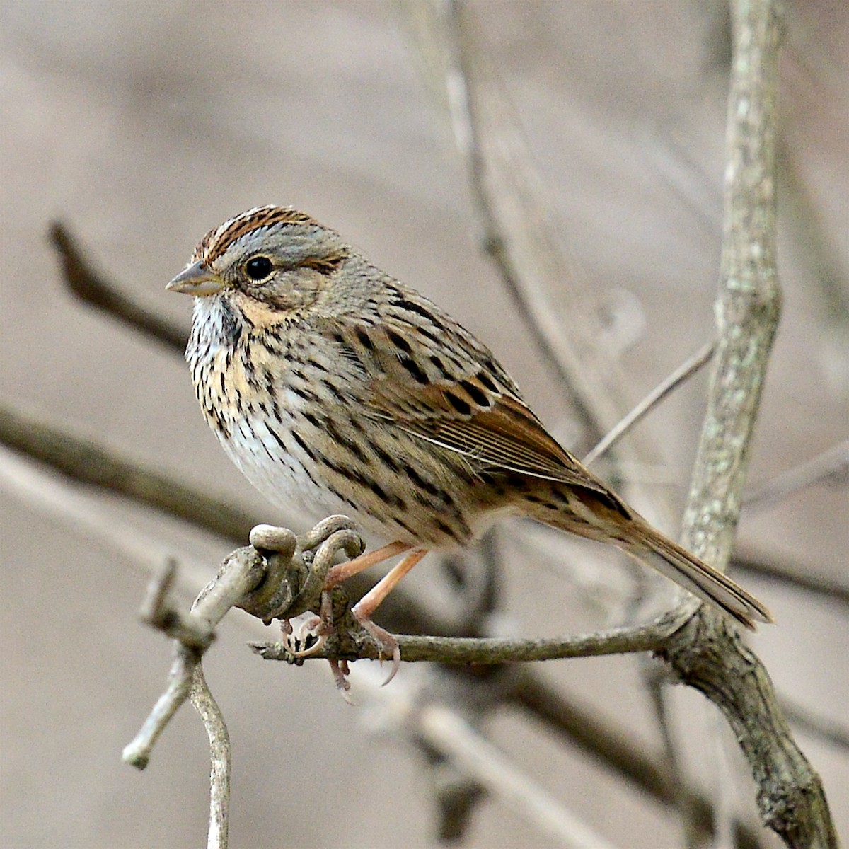 Lincoln's Sparrow - ML615693331