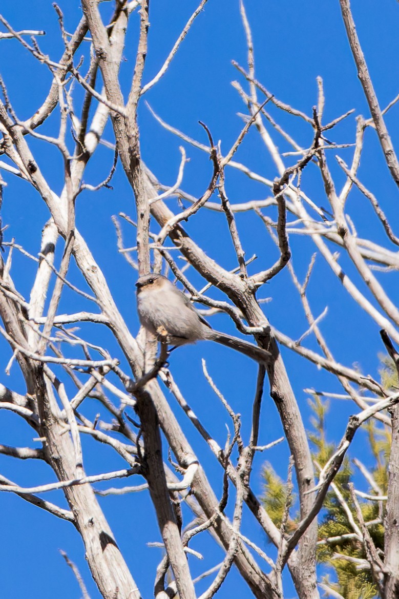 Bushtit - ML615693346