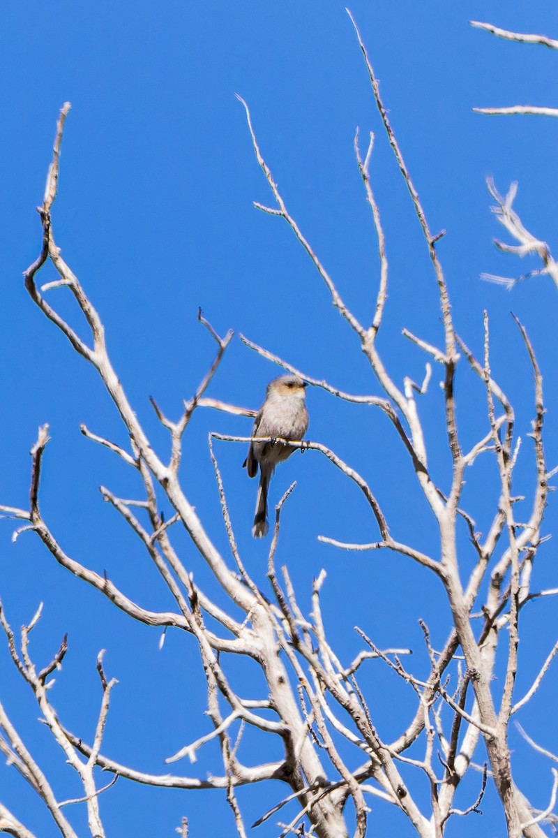 Bushtit - Karla Salyer