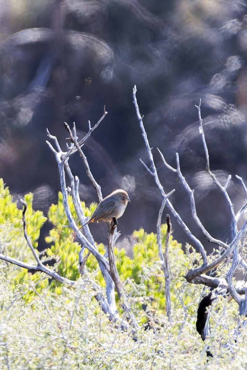 Canyon Towhee - ML615693352