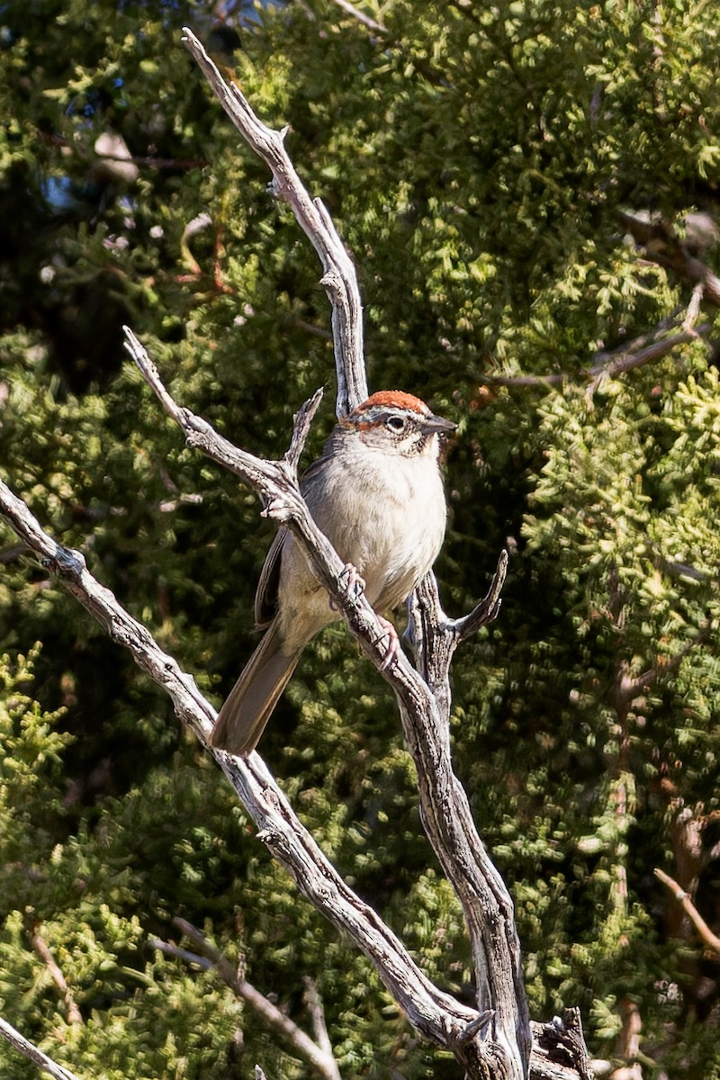 Rufous-crowned Sparrow - ML615693362