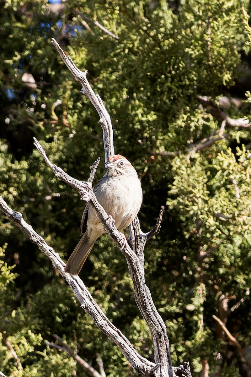Rufous-crowned Sparrow - ML615693363