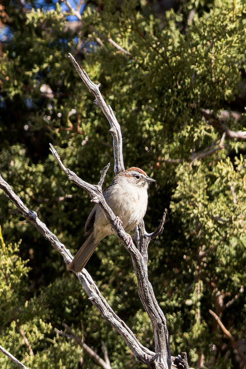Rufous-crowned Sparrow - ML615693364