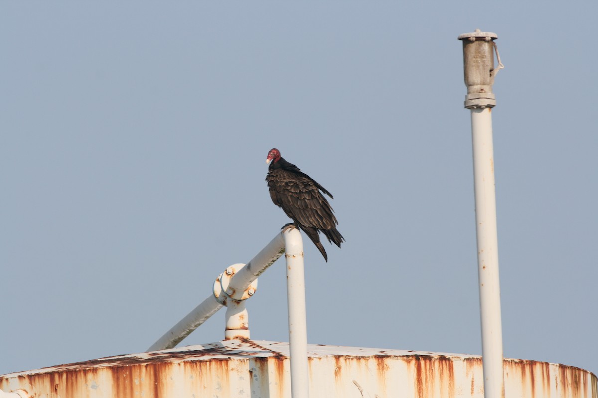 Turkey Vulture - ML615693469