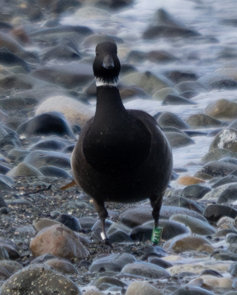 Brant - ML615693488