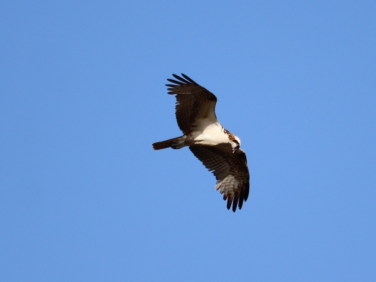 Águila Pescadora - ML615693509