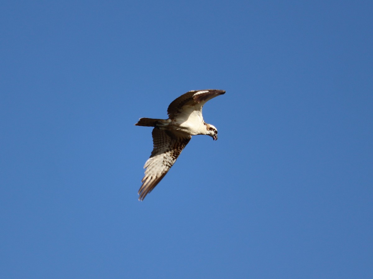 Águila Pescadora - ML615693510