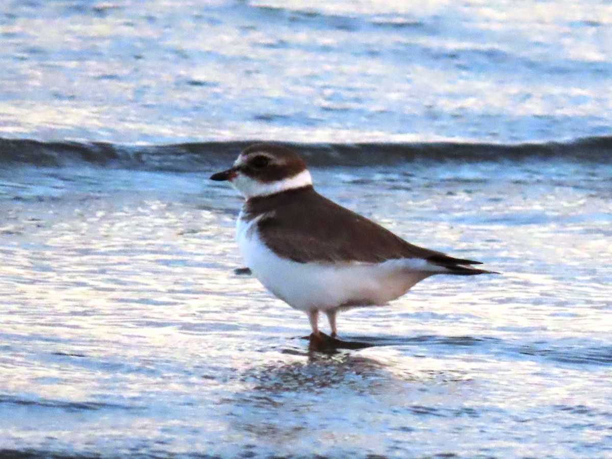 Semipalmated Plover - ML615693541