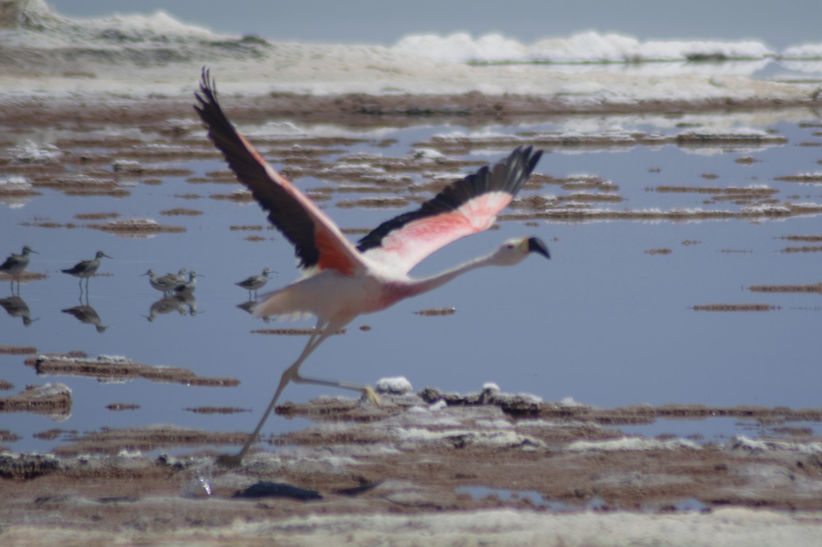 Andean Flamingo - Gabriel Sandon