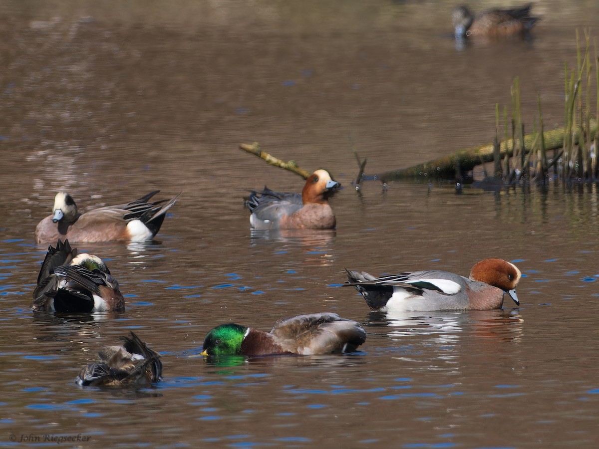 Eurasian Wigeon - ML615693693