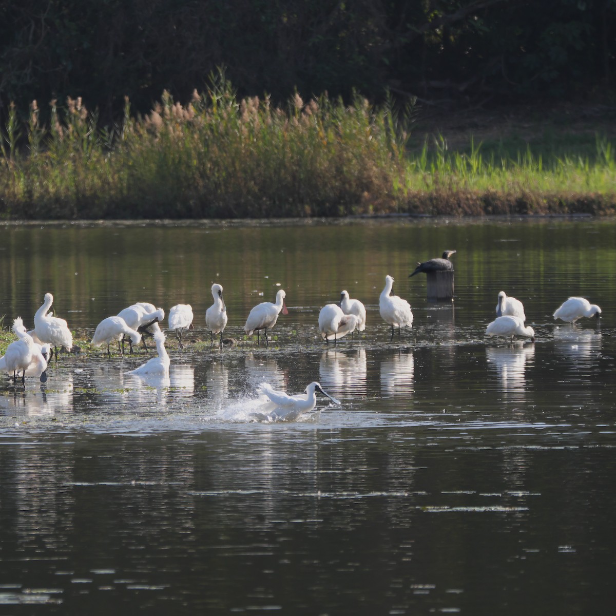 Black-faced Spoonbill - ML615693697