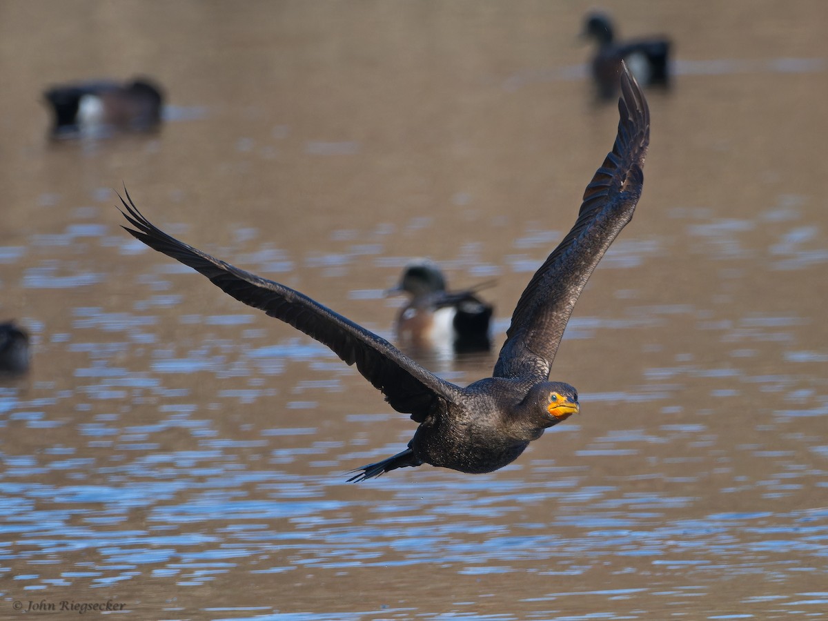 Double-crested Cormorant - John Riegsecker