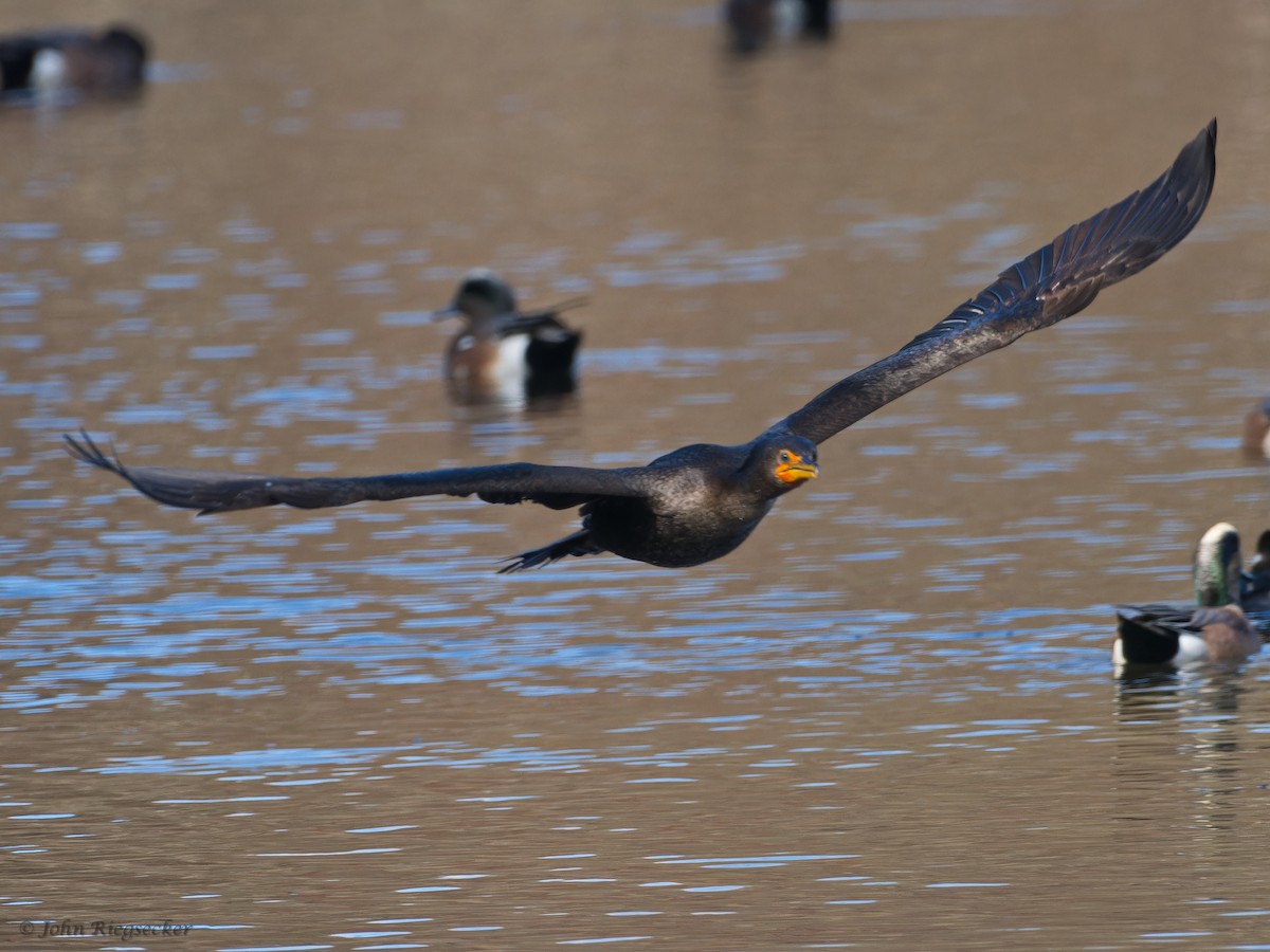 Double-crested Cormorant - ML615693734