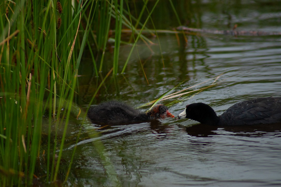 American Coot - ML615693793