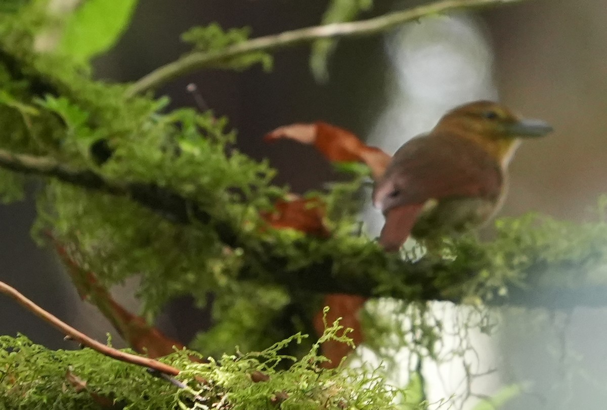 Russet Antshrike (Tawny) - ML615693812