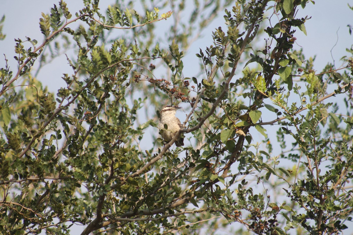 Rufous-naped Wren - ML615693833