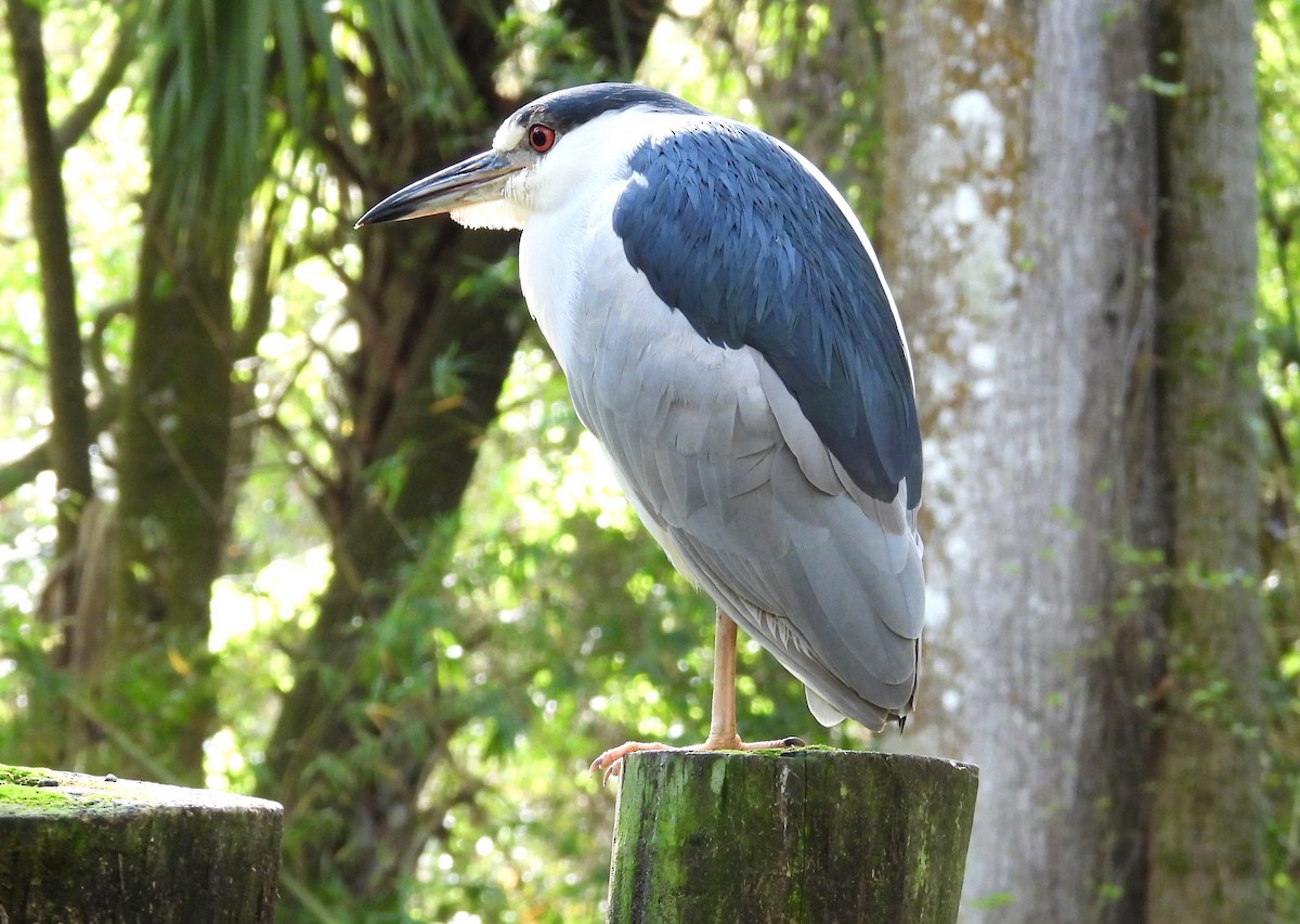 Black-crowned Night Heron - ML615693855