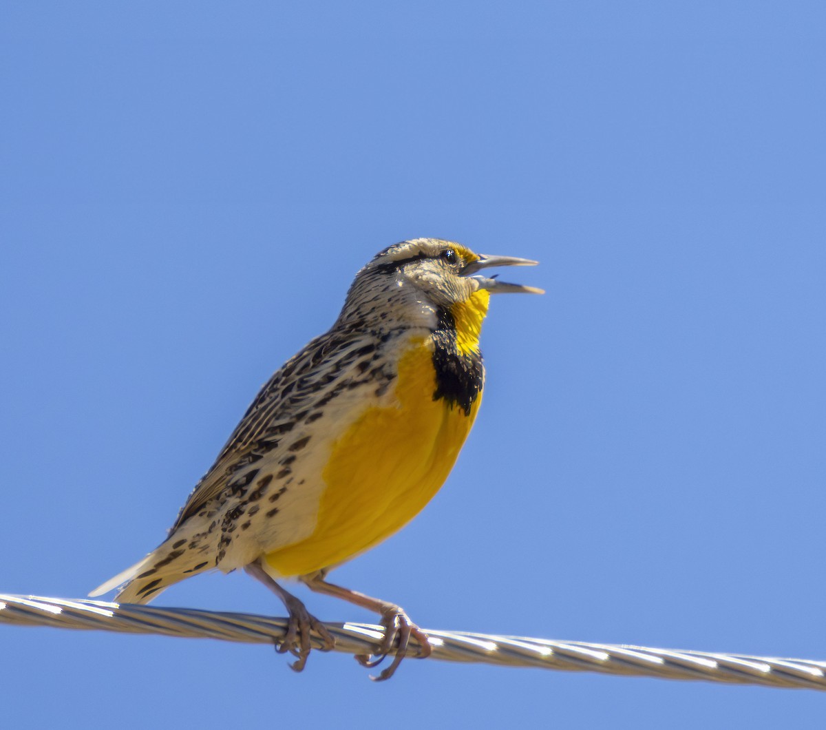 Chihuahuan Meadowlark - Roger Uzun