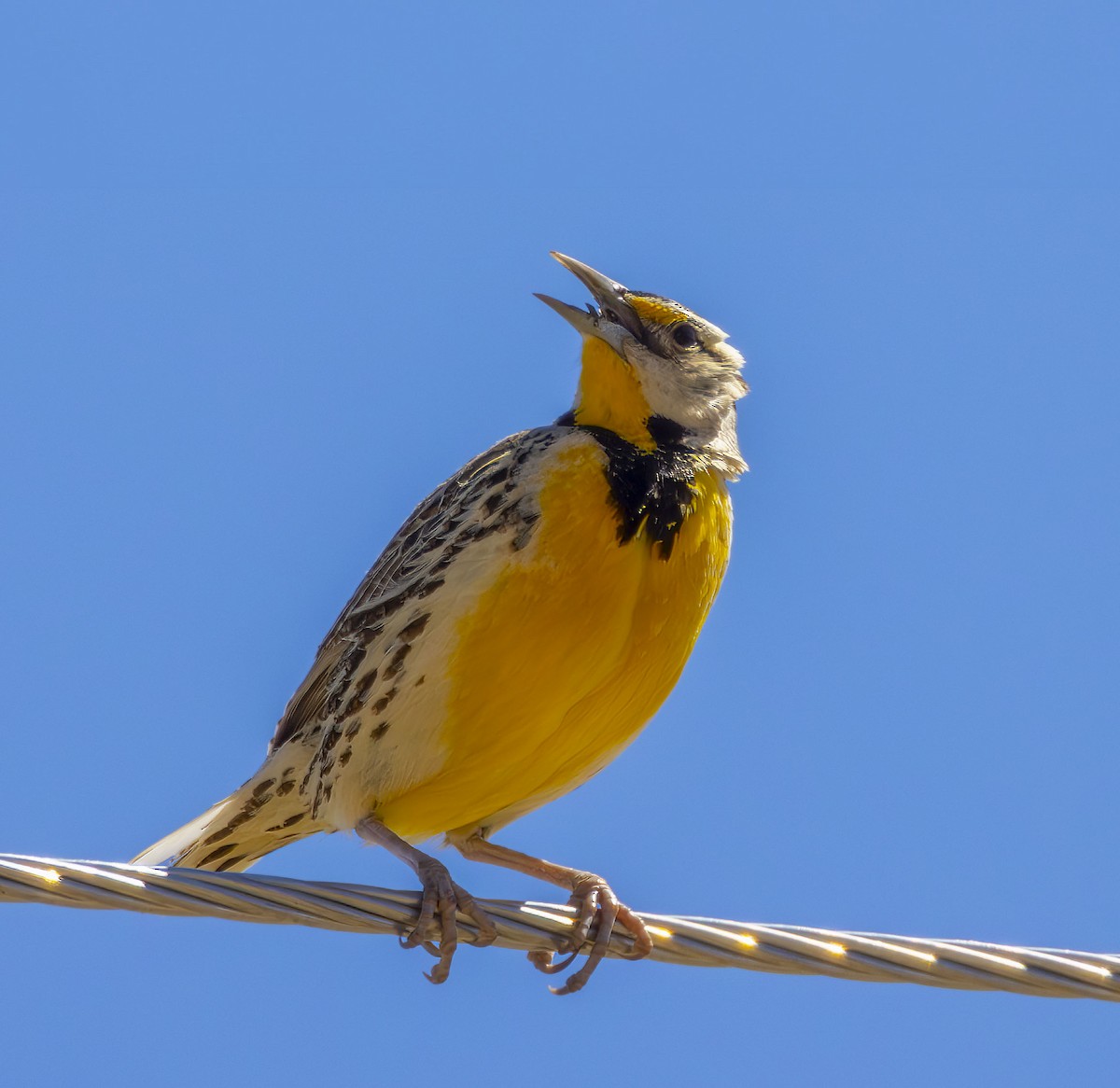 Chihuahuan Meadowlark - Roger Uzun