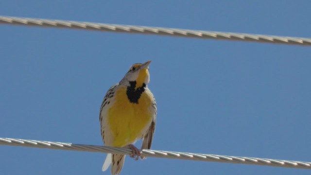 Chihuahuan Meadowlark - ML615693877