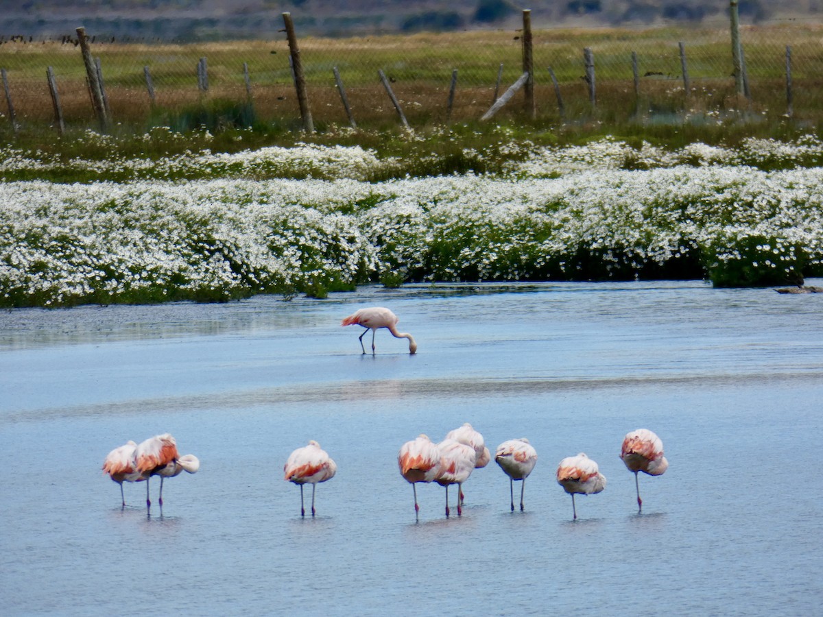 Chilean Flamingo - ML615693940