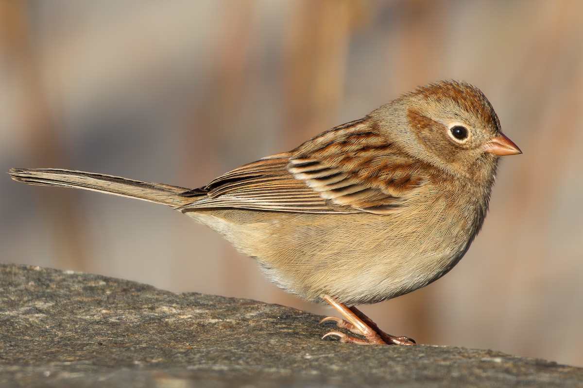 Field Sparrow - ML615693990