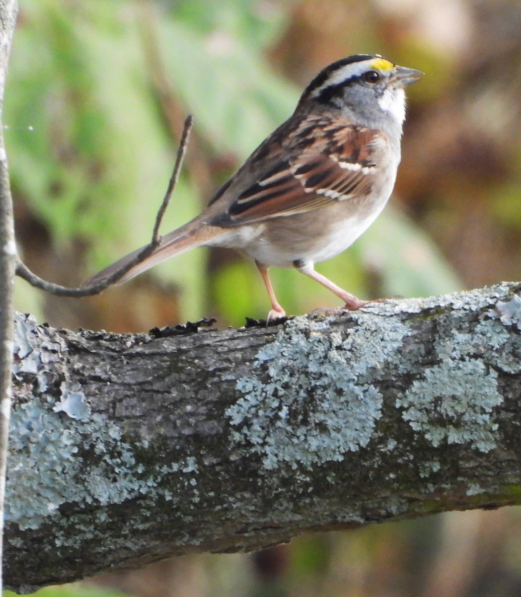 White-throated Sparrow - William Galloway