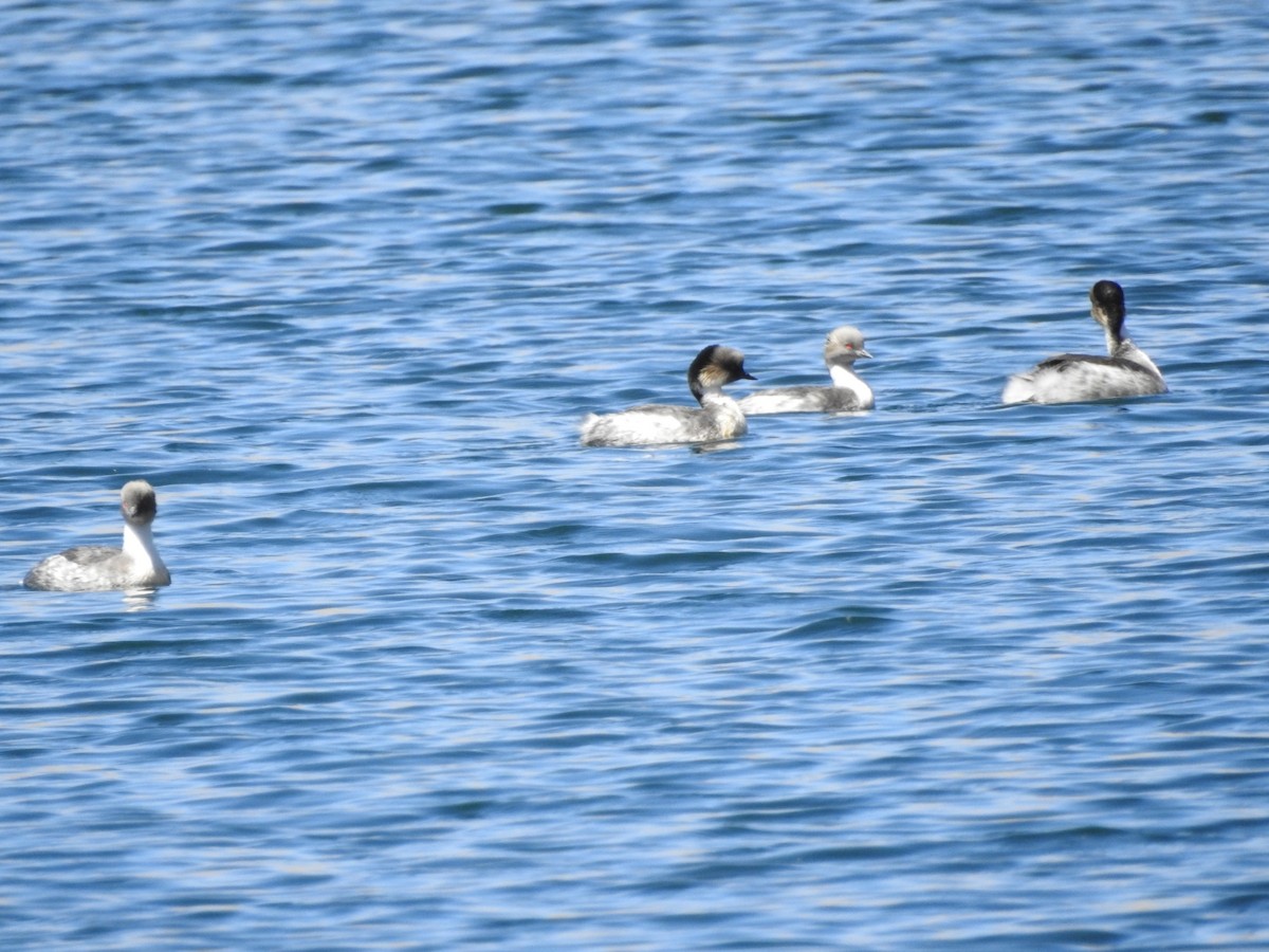 Silvery Grebe - ML615694024