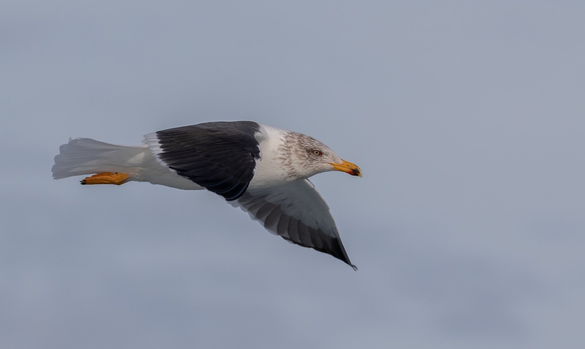 Lesser Black-backed Gull - ML615694048