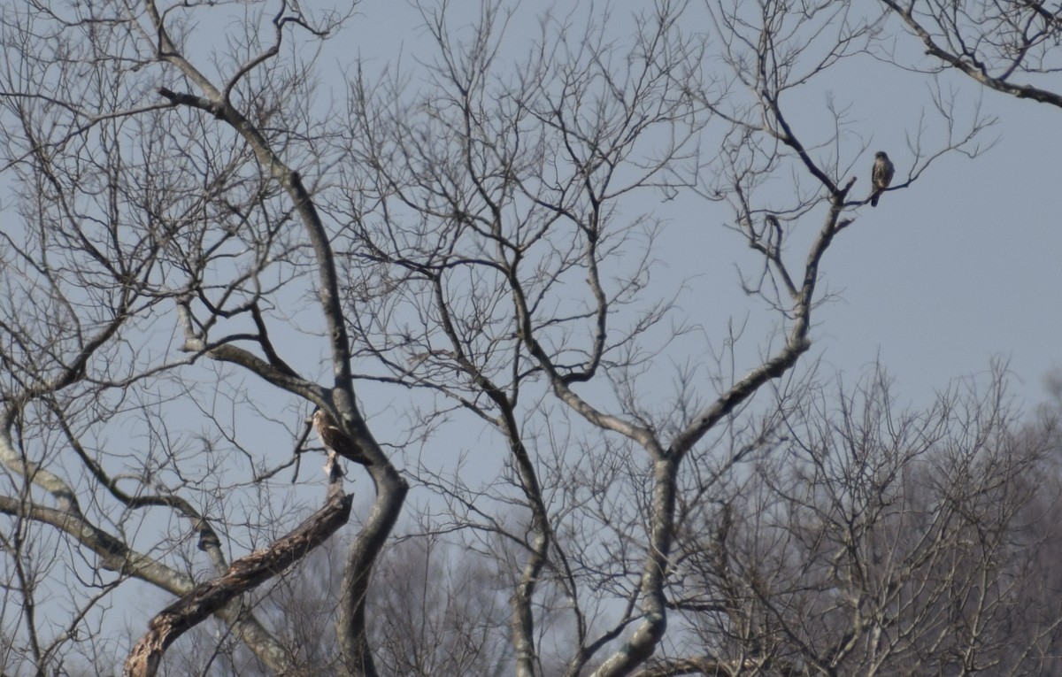 Short-eared Owl - ML615694095