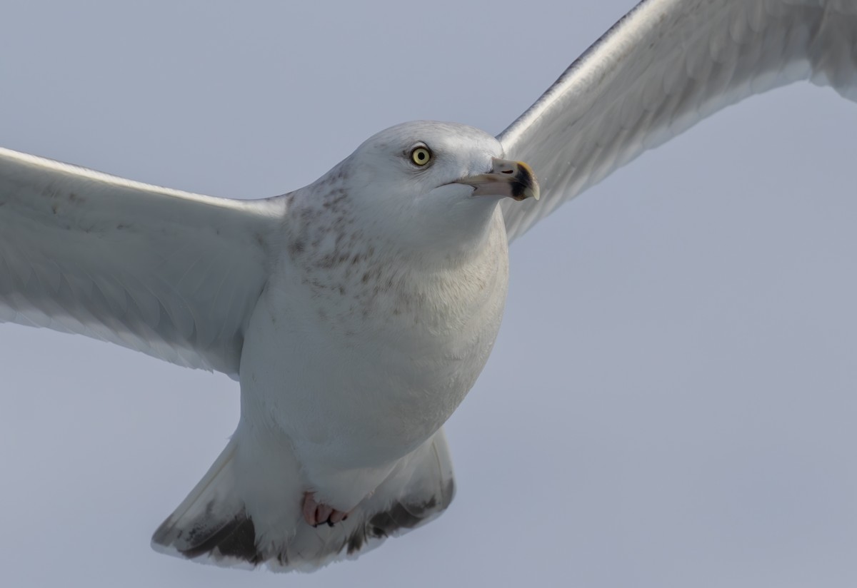 Herring Gull (American) - Kirk Gardner