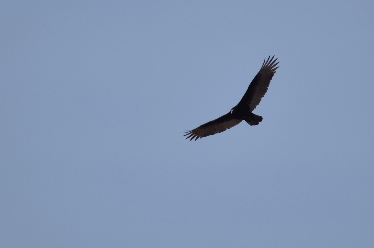 Turkey Vulture - ML615694109