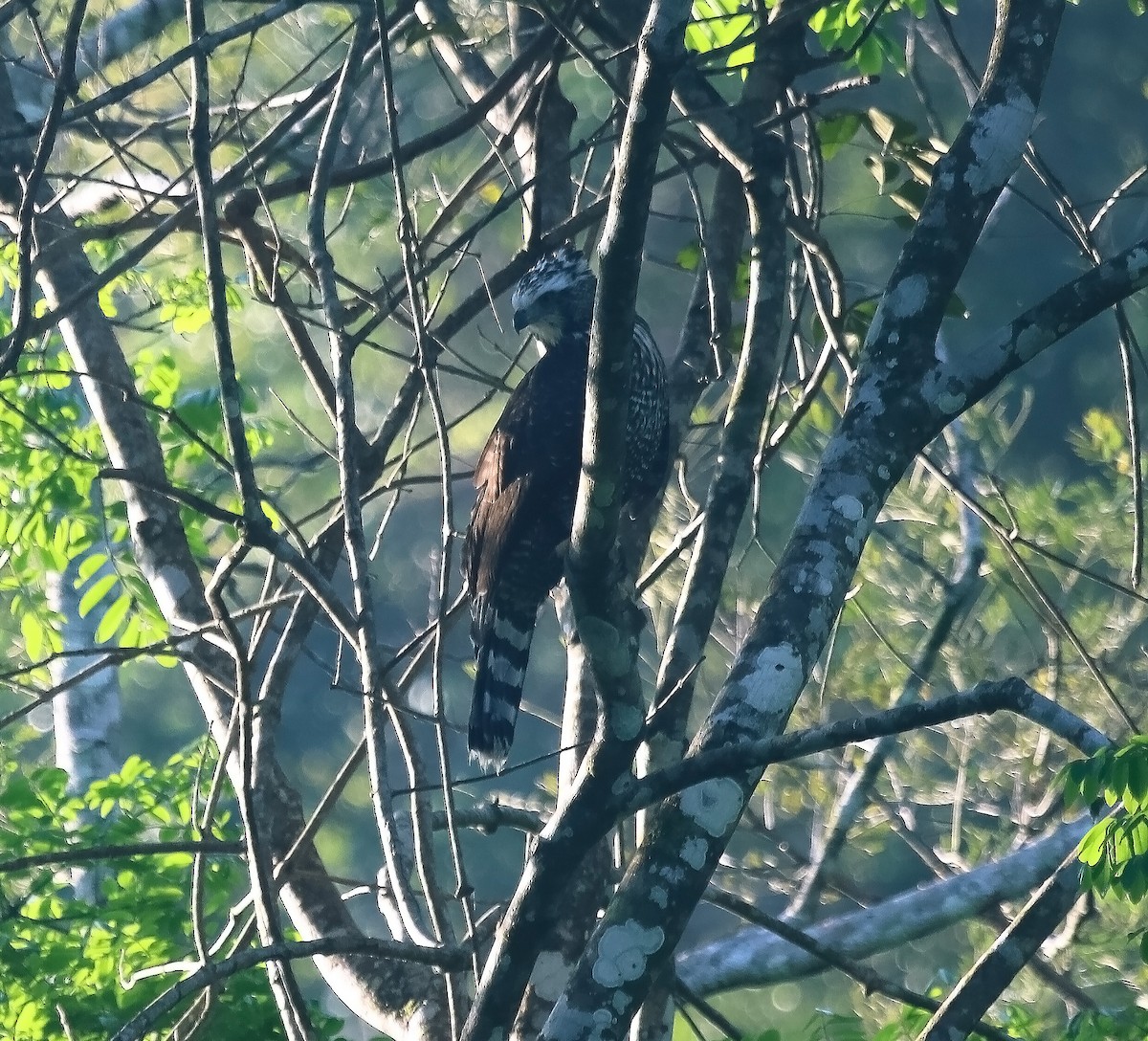 Águila Negra - ML615694122