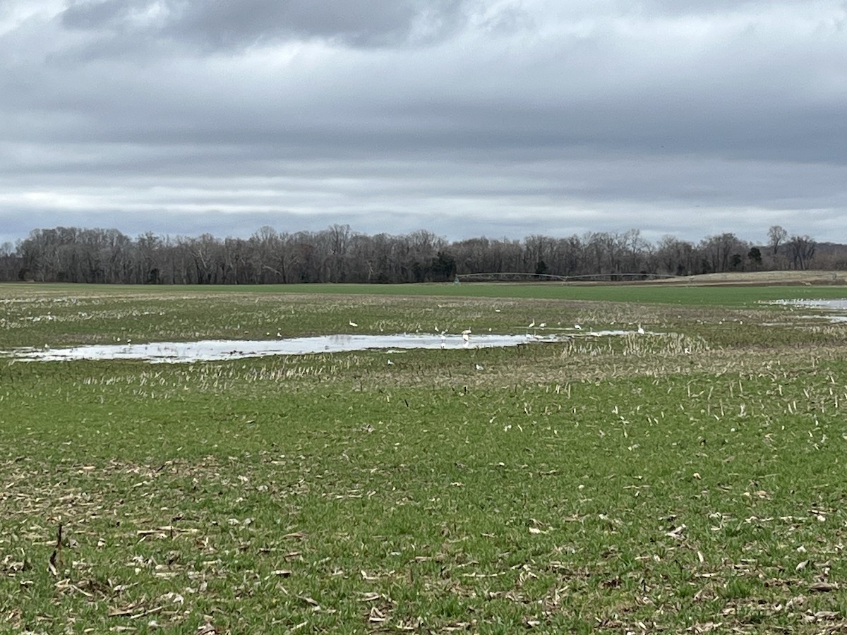 Tundra Swan - ML615694207