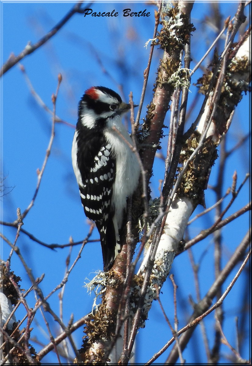 Downy Woodpecker - ML615694211