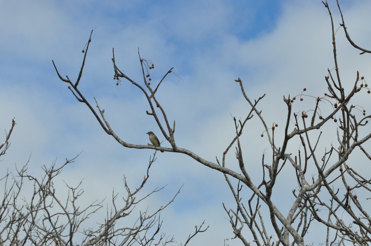 Gray Warbler-Finch - ML615694230