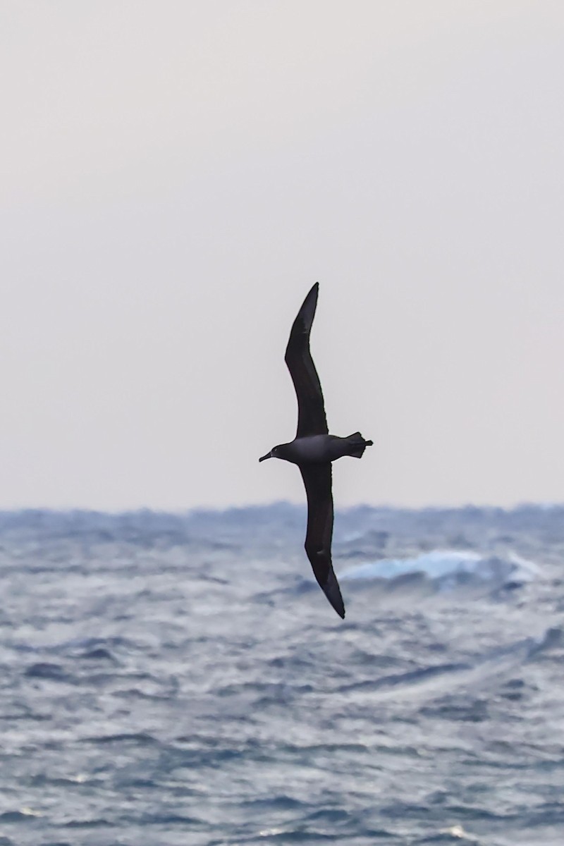 Albatros à pieds noirs - ML615694258