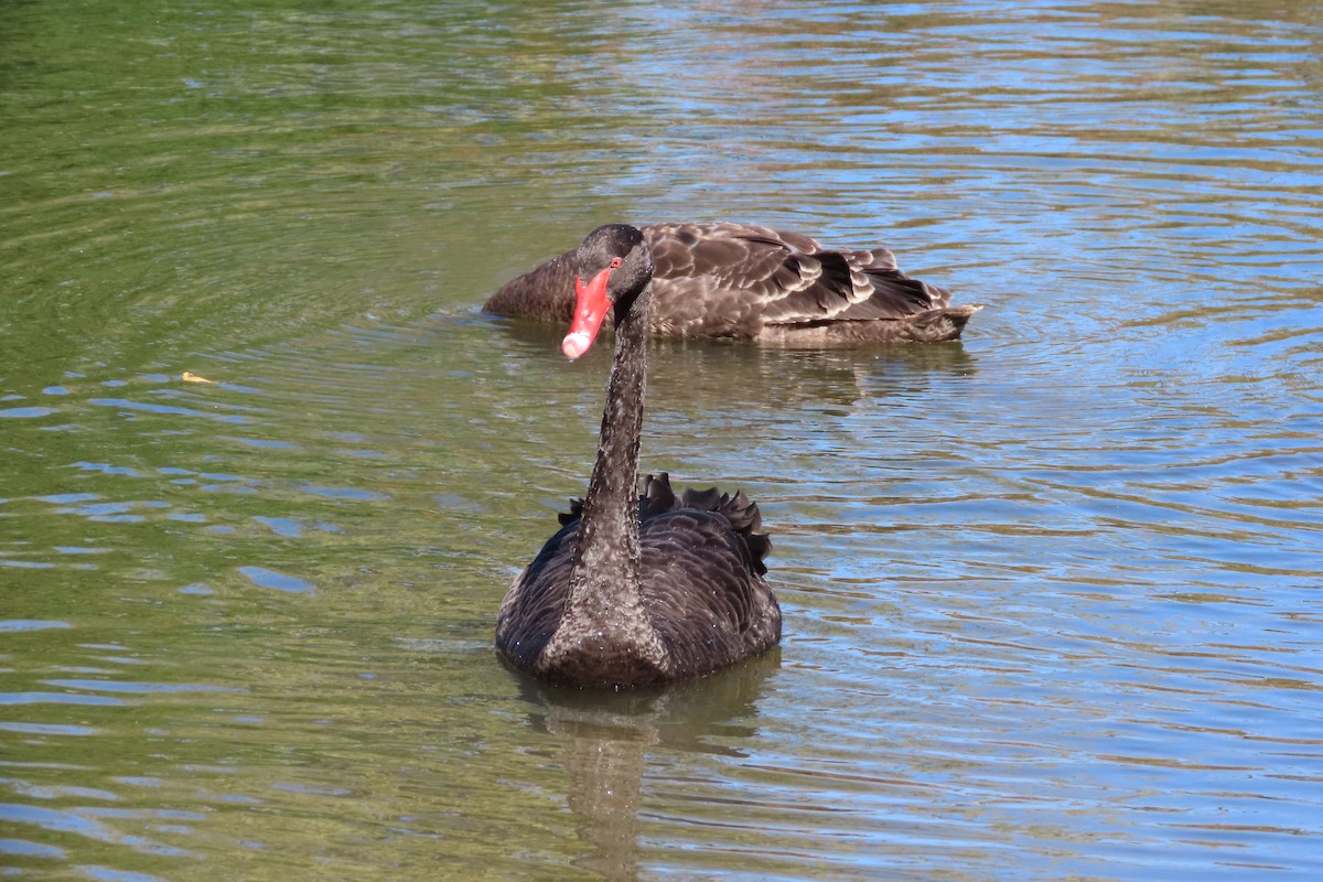 Black Swan - Christine Rand