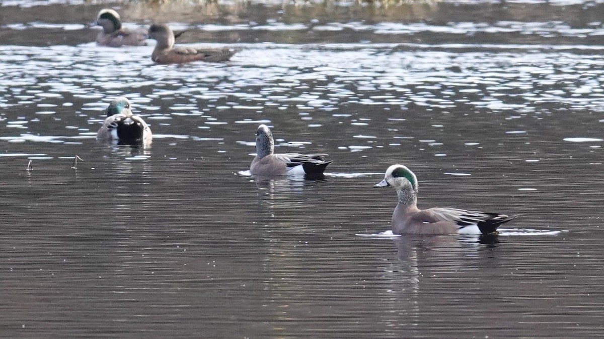 American Wigeon - ML615694335