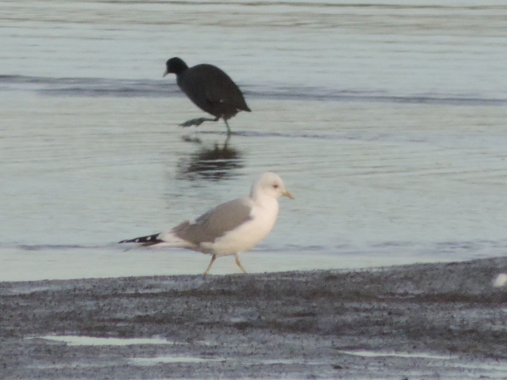 Short-billed Gull - ML615694456