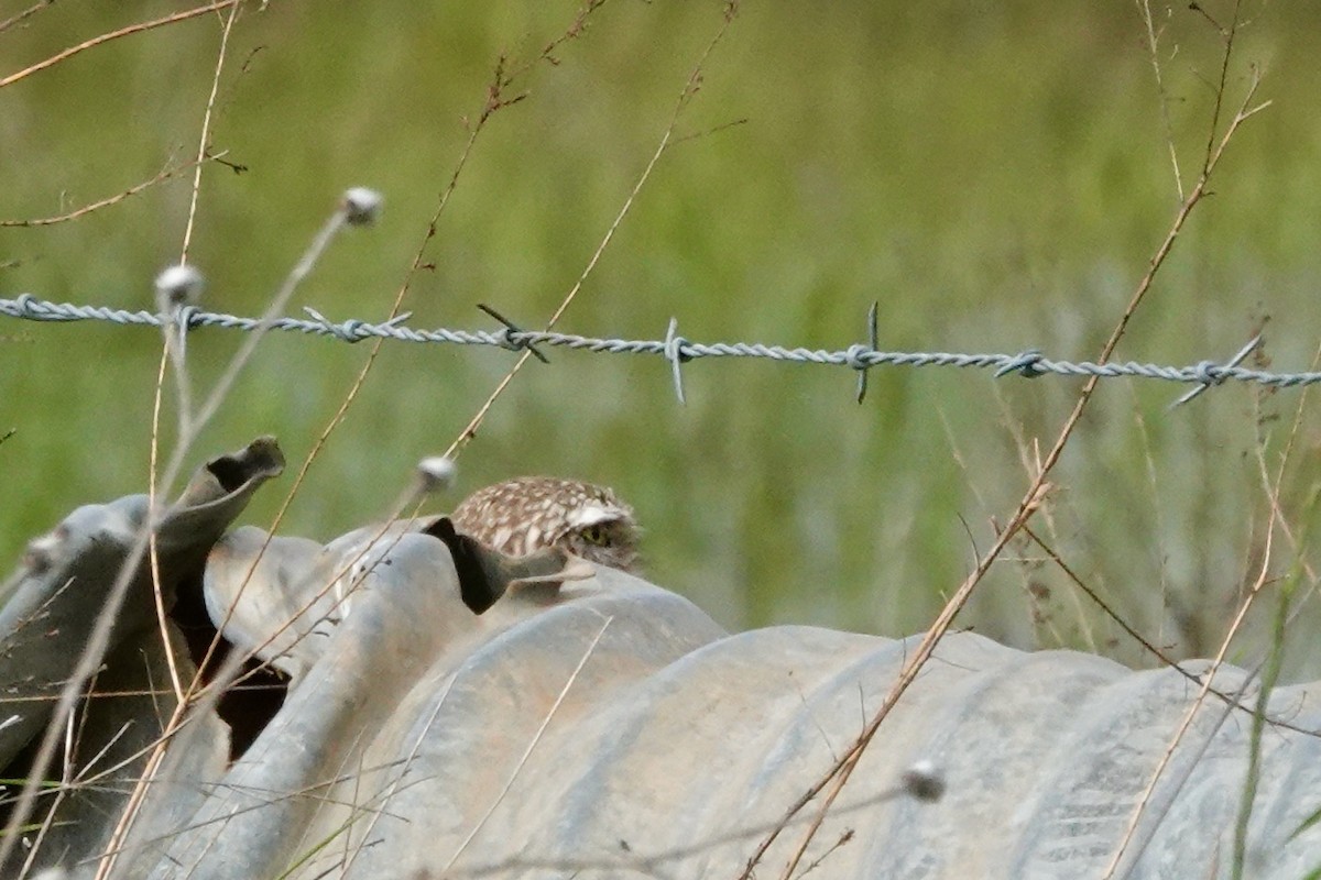 Burrowing Owl - Susan Goodrich