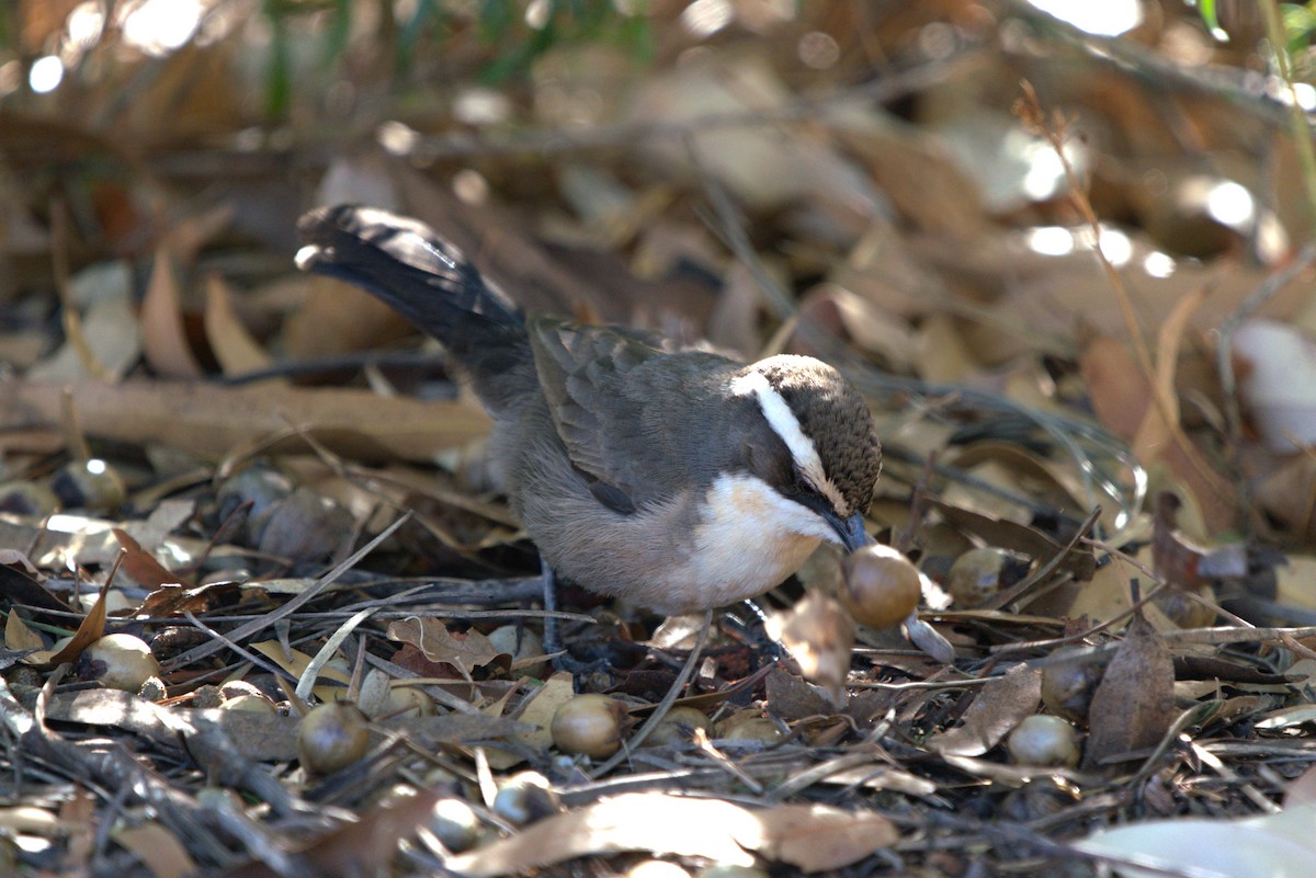 White-browed Babbler - ML615694504